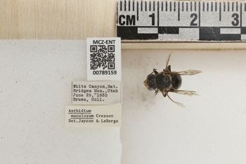 Media type: image;   Entomology 789159 Aspect: Labels